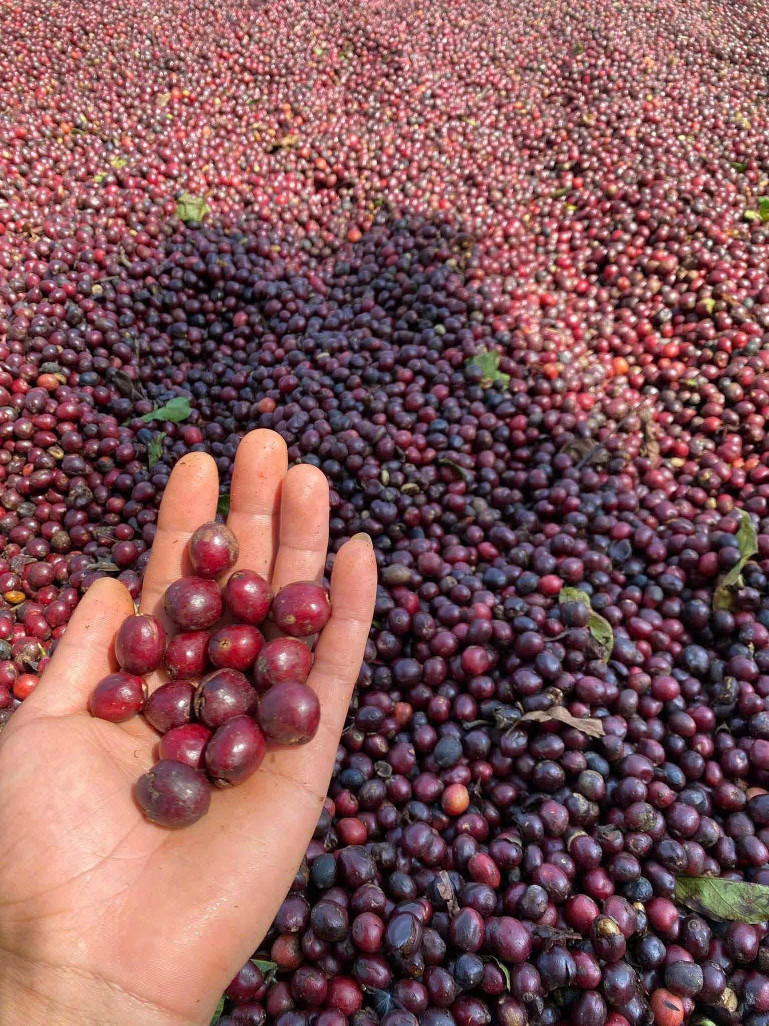 Coffee Bean in Hand