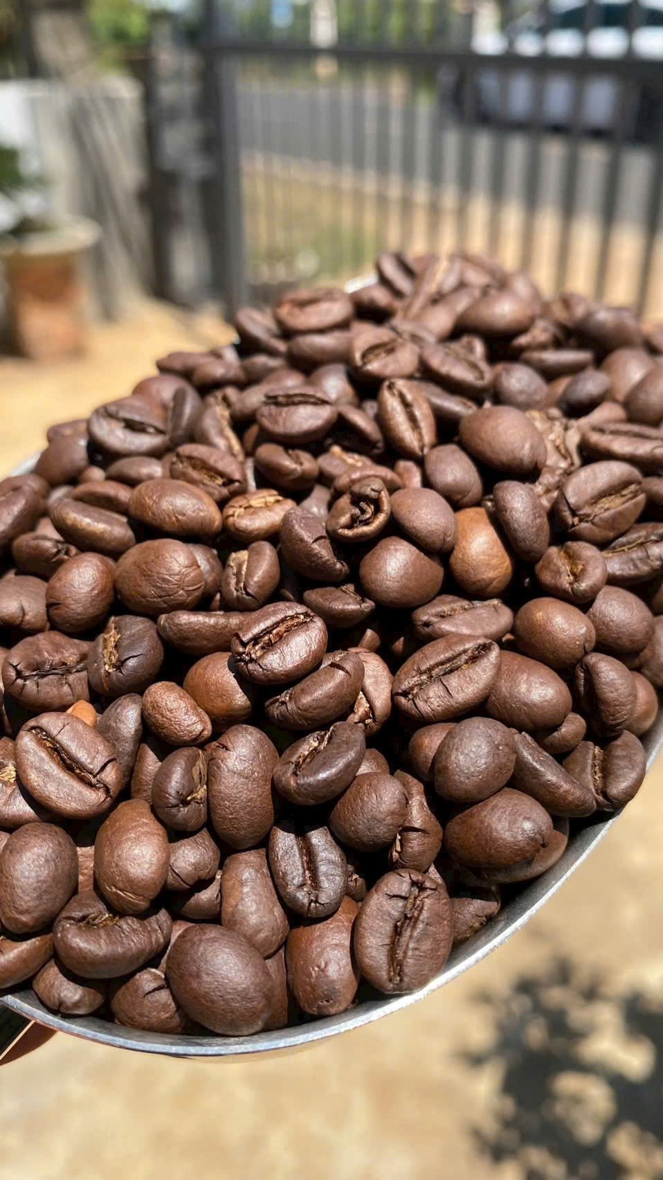 Roasted Coffee Beans