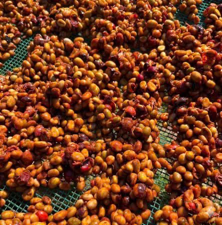 Cherry Harvesting