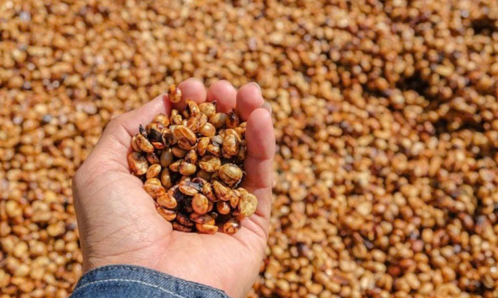 Coffee Sourcing
